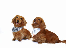 A RABBIT’S TALE - DOG BANDANA - Pet Pouch